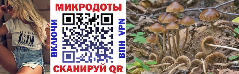 Купить где  Белорецк  Псилоцибиновые грибы Psilocybe 